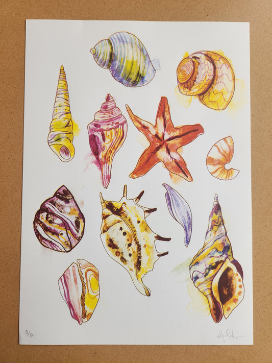 Sea shells