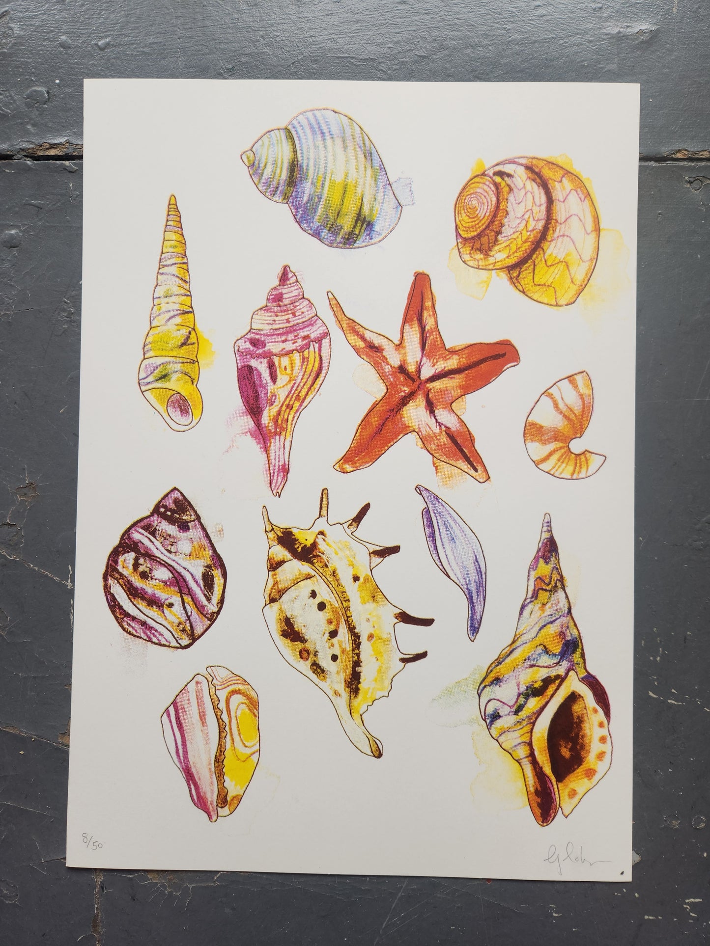Sea shells