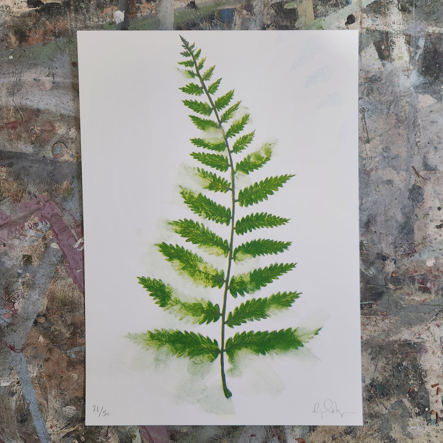 Fern