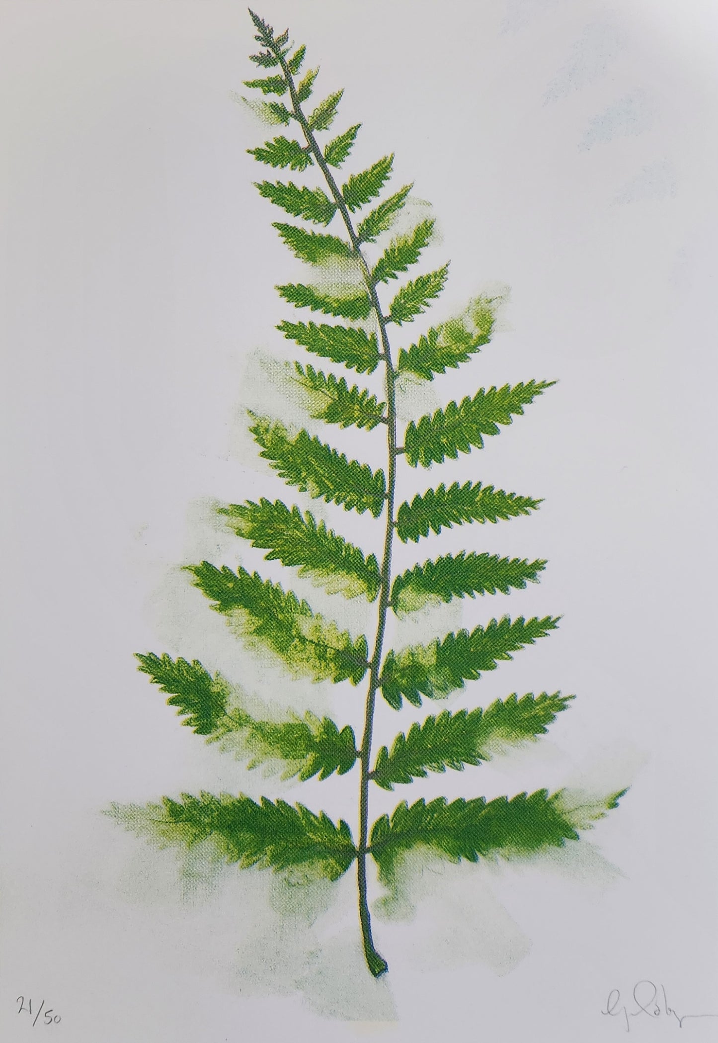 Fern